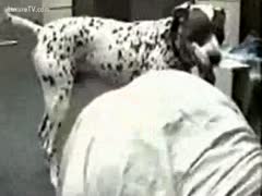 Dalmatian rides his taskmaster in doggy
